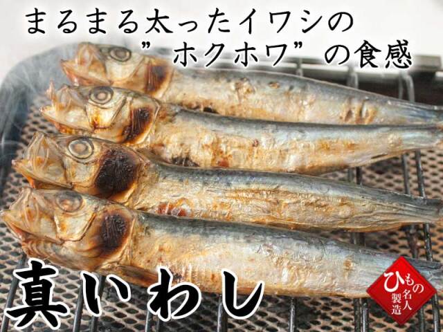 真イワシ　イブキ　いわし