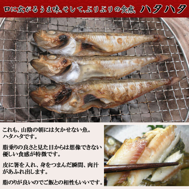 はたはた　一夜干し　干物
