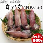 （生）白いか 900g 【4～5杯】 天然 冷凍 ケンサキイカ 産地直送 白イカ シロイカ 剣先イカ 日本海 山陰 お取り寄せグルメ　送料無料　※北海道・沖縄は送料1100円をお願いします。