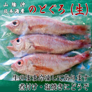 生のどぐろ約150ｘ3 産地直送 日本海 山陰 お取り寄せグルメ　冷凍便　送料無料　※北海道・沖縄は送料1100円をお願いします。