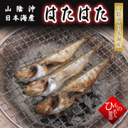 白はた　ハタハタ