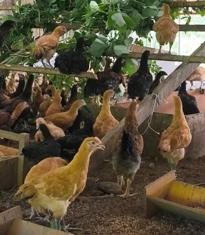 名古屋コーチンのシャポン一羽分【丸鶏・大バラシ・焼鳥】2026年11月から2027年1月出荷分　(予約専用前払いのみ)
