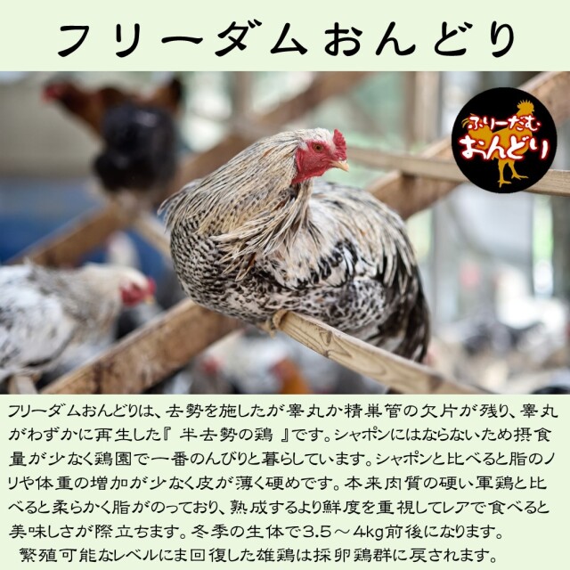 フリーダムおんどり（半去勢）説明