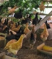 名古屋コーチンのシャポン一羽分【丸鶏・大バラシ・焼鳥】2026年11月から2027年1月出荷分　(予約専用前払いのみ)/名古屋コーチンシャポン丸っと1羽分焼き鳥セット【冷凍】