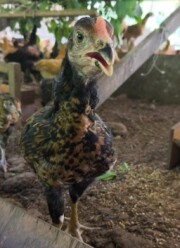 軍鶏のシャポン一羽分【丸鶏・大バラシ・焼鳥】2026年11月から2027年1月出荷分　(予約専用前払いのみ)/軍鶏シャポン丸っと1羽分焼き鳥セット【冷凍】