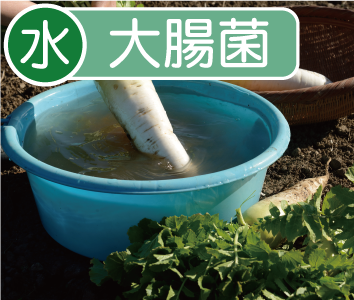 取扱工程　大腸菌分析（水）