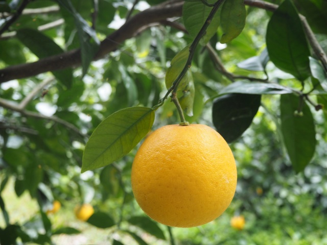 チュン天草晩柑20kg AMAKUSA JUICE 天草晩柑100%果汁 | 食の天草 にじ
