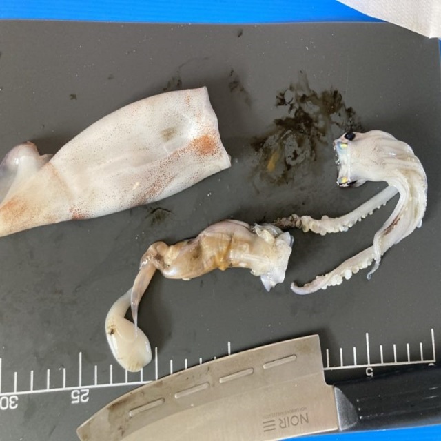 イカの包装紙ホワイトパーチです