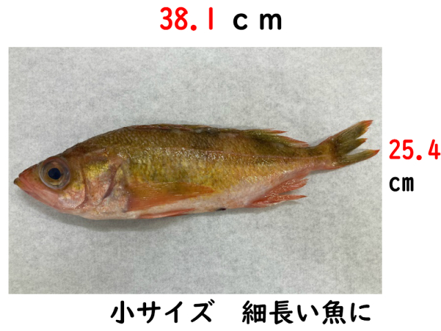 ホワイトパーチの8切りです