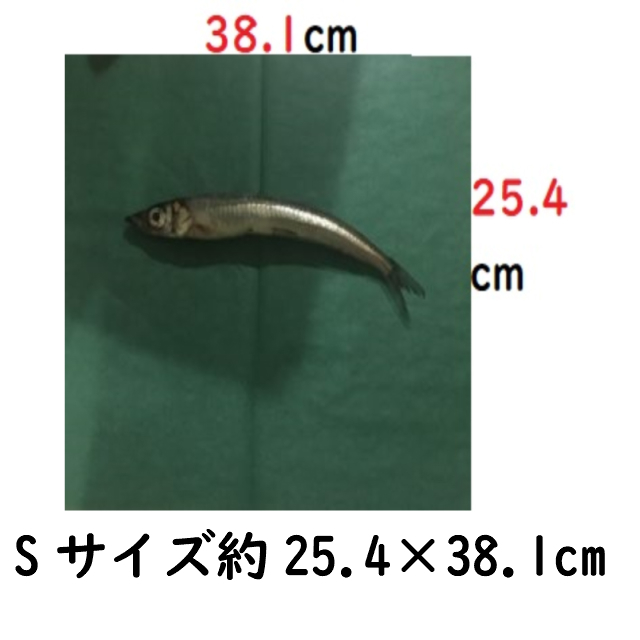 グリーンパーチのLサイズです