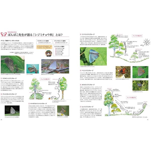 美ちょうちょ図鑑 もしも、四季折々に舞うチョウが美少女だったなら…