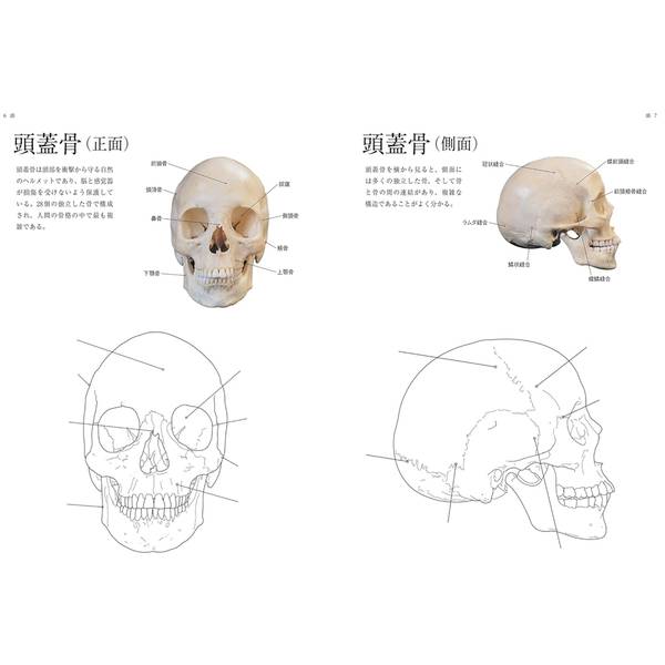 人体解剖図塗り絵　塗って学べる人体の構造と各部位の名称