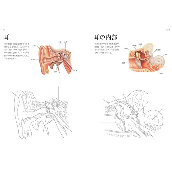 人体解剖図塗り絵　塗って学べる人体の構造と各部位の名称