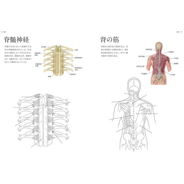 人体解剖図塗り絵　塗って学べる人体の構造と各部位の名称