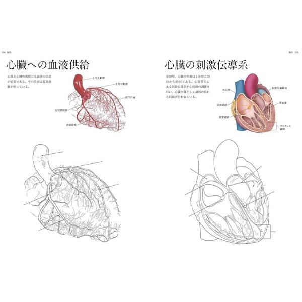 人体解剖図塗り絵　塗って学べる人体の構造と各部位の名称