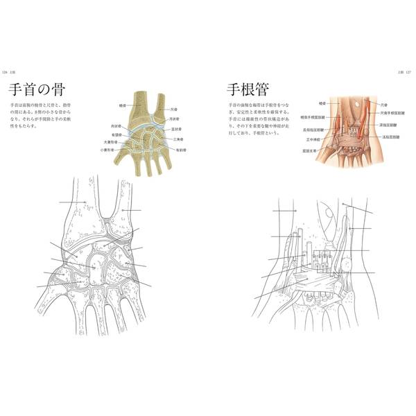 人体解剖図塗り絵　塗って学べる人体の構造と各部位の名称