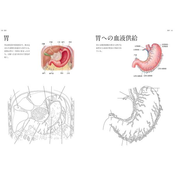 人体解剖図塗り絵　塗って学べる人体の構造と各部位の名称