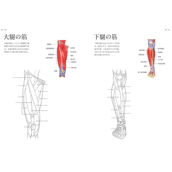 人体解剖図塗り絵　塗って学べる人体の構造と各部位の名称