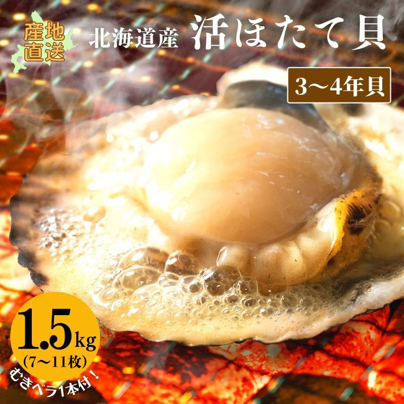 活ホタテ(3〜4年貝)1.5kg(7〜11枚)【冷蔵】 ほたて 帆立