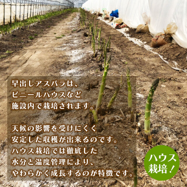 早期出荷アスパラガス