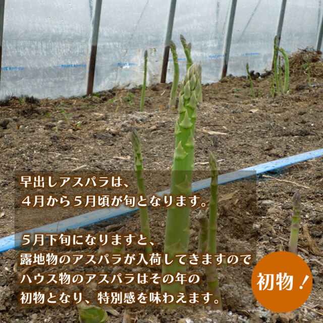 早期出荷アスパラガス