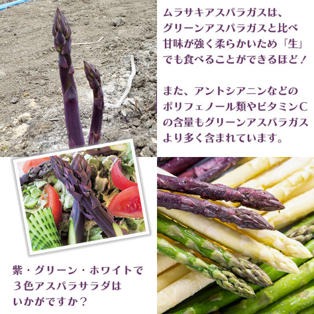 ムラサキアスパラガス