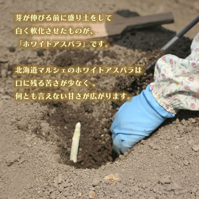 ホワイトアスパラ