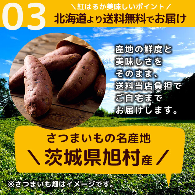 きたのもり様2000本5月23日発送分茨城県産紅はるかさつまいも苗ウイルスフリー 茨城県旭村産「紅はるか」5kg さつまいも