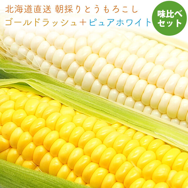 【予約】とうもろこし ゴールドラッシュ ＋ ピュアホワイト 食べ比べ セット 北海道 産地直送 朝もぎ トウモロコシ 北海道産 コーン ホワイト トウキビ 味比べ とうきび 8月下旬頃より発送予定