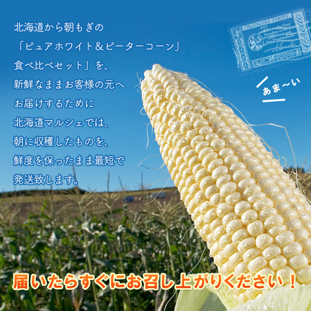 ピュアホワイト×ピーターコーン