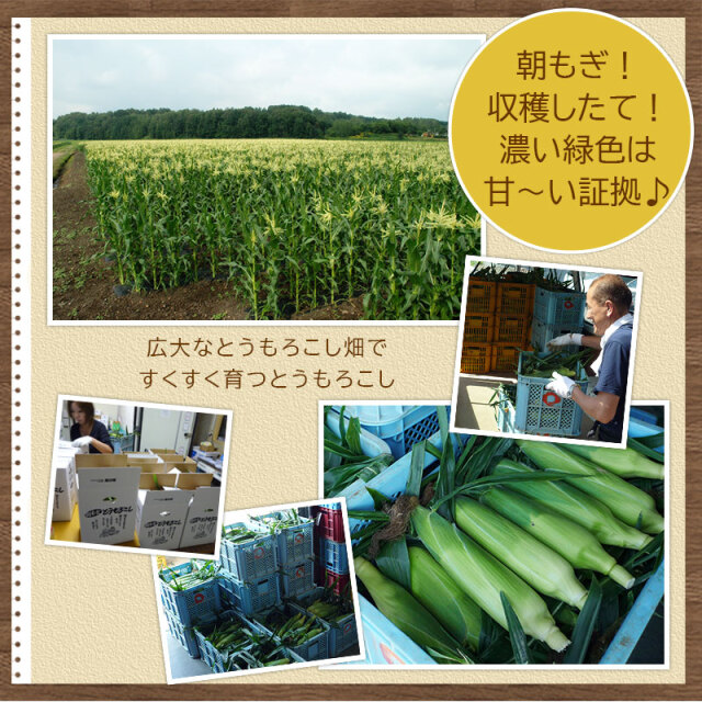 北海道直送とうもろこし