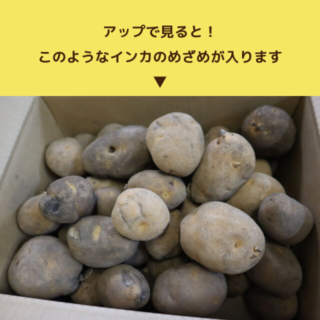 訳あり・傷あり】インカのめざめ 3kg 北海道産 ジャガイモ じゃがいも