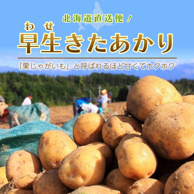 早生きたあかり+白玉ねぎ「雪景色」じゃが玉セット