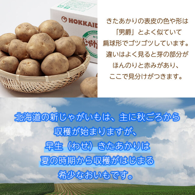 早生きたあかり+白玉ねぎ「雪景色」じゃが玉セット