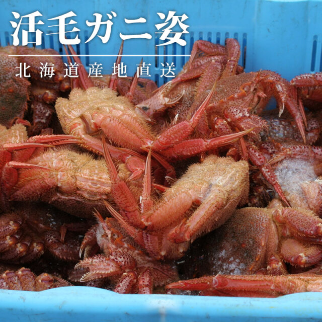 活毛ガニ