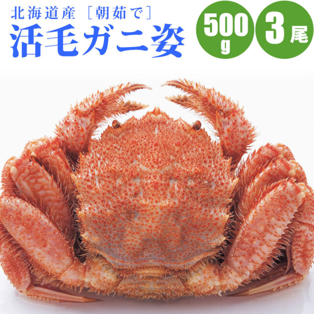活毛ガニ