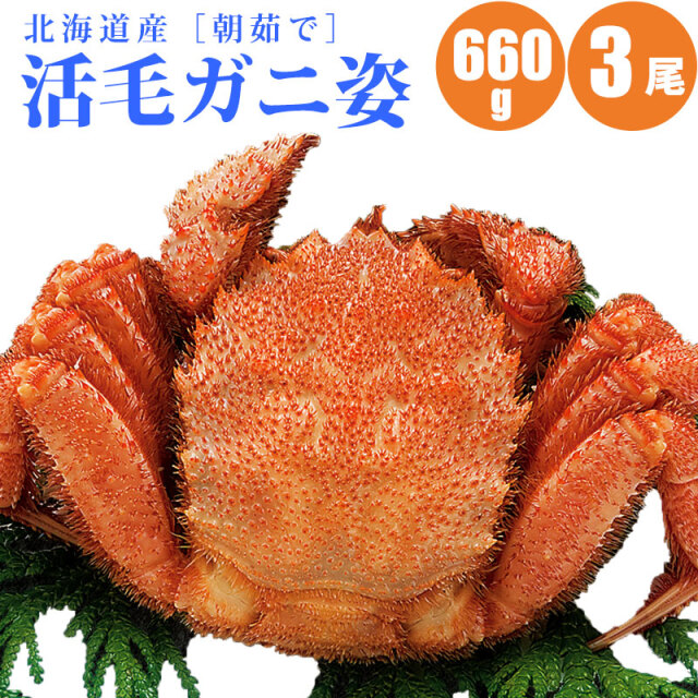 活毛ガニ