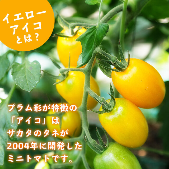 イエローアイコ