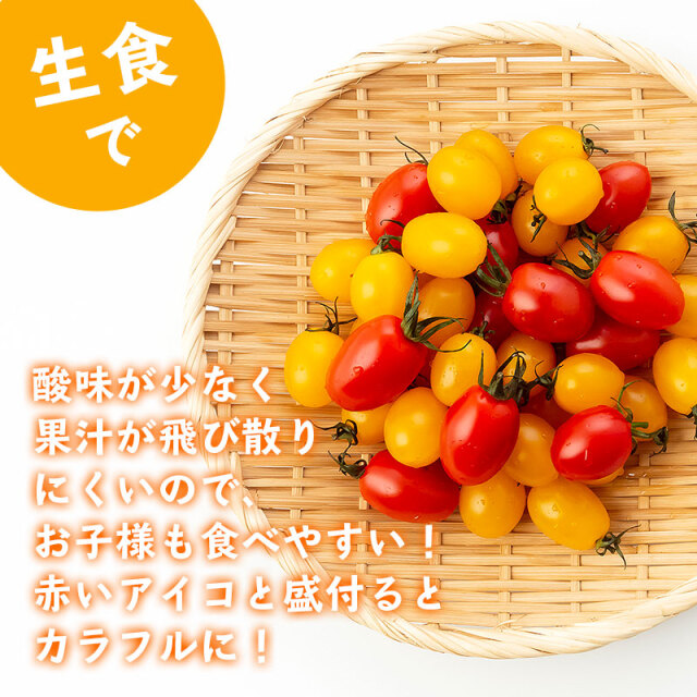 5日着　つつ　アイコ6kg ミニトマト ミニトマトアイコ(松トマト）約2kg（S・M・Lサイズおまかせ