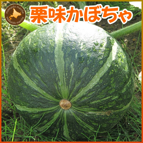 かぼちゃ