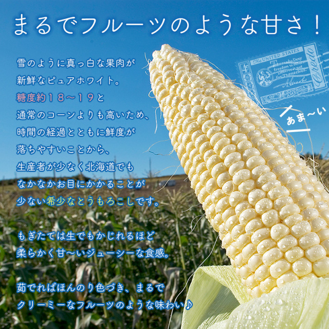朝もぎ白いとうもろこし「ピュアホワイト」
