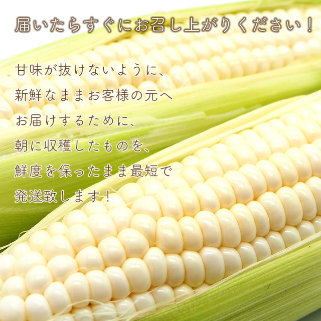 朝もぎ白いとうもろこし「ピュアホワイト」