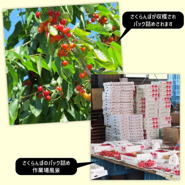 さくらんぼ