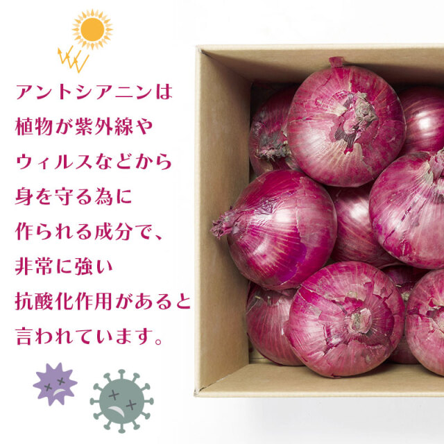 レッドオニオン