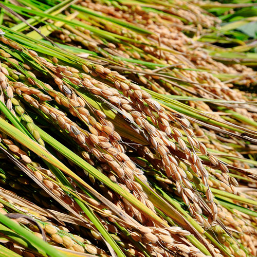 【送料込み】たかすタロファーム　農薬科学肥料不使用　ゆめぴりか　1kg