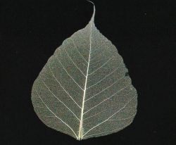 【散華】本物の菩提樹　白　（菩提樹の葉脈）　200枚