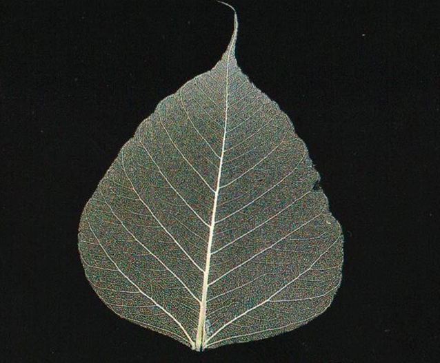 菩提樹　葉脈　24金コーティングアート ボタニーペインティング体験】☆自然の葉で作るアート♪葉脈の美しさを