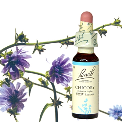 8:チコリー（グリセリン）