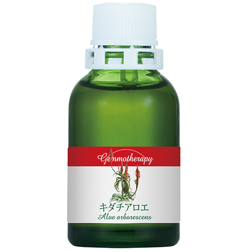 GM)キダチアロエ
