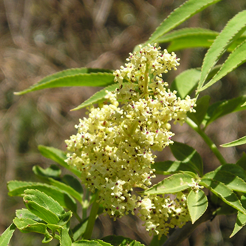 フラワーエッセンス　FE2-ニワトコ